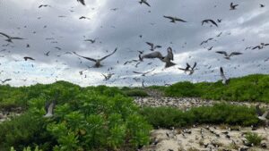 In 1967, Guy Savy and a partner bought a degraded Seychelles island; after restoring nesting habitat, its sooty tern colony rose from under 20,000 pairs to about 700,000