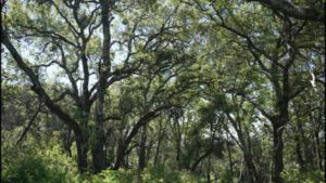 In 2005, a couple bought a 2,300-acre Napa ranch for $8 million; after a 17-year battle over plans for vineyards, the land was bought for $24 million and is becoming a public preserve