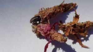 This insect makes a house of silk and leaves and then carries it everywhere on its back for safety