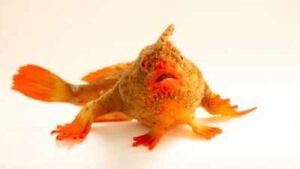 Photo Ark: Meet the red handfish, the critically endangered ‘walking’ fish that became Photo Ark’s 18,000th species
