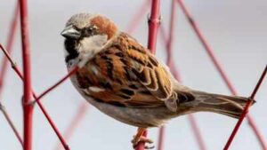 In 1867, Canterbury released 40 house sparrows to eat crop pests; within 15 years New Zealand was poisoning the birds and paying bounties after they began stripping grain crops