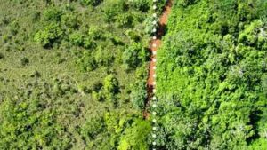 In 1998, Costa Rica spread 12,000 tonnes of orange waste over degraded pasture; 16 years later, tree diversity had tripled and forest biomass was 176% higher