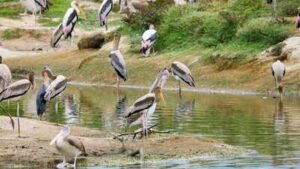 Galveston Bay Waterbirds: In the 1930s, Texas built 3 bird-nesting islands from dredged mud; all vanished, but one rebuilt 4.5-acre island now hosts more than 2,500 nesting pairs