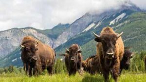 American bison had been hunted to extinction in Mexico; 160 years later the country introduced 47 bison in 2025 and the ecosystem is slowly restoring itself