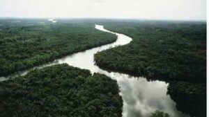 In 2003, China planted small islands of native trees along a degraded river; 20 years later they held only 19–30% of an intact forest’s diversity and biomass