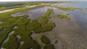 In 2014, a Texas coalition bought a 17,351-acre coastal ranch for $37.7 million, much of it using Deepwater Horizon restoration money; 15,000 acres later became a wildlife area protecting wetlands, prairie and endangered whooping crane habitat