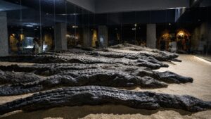 Ancient Egyptians mummified thousands of crocodiles at Kom Ombo. Modern DNA has finally revealed where the sacred reptiles came from | World News