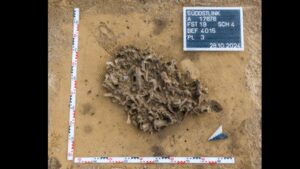 Archaeologists found a 7,000-year-old pit packed with beaver bones; it reveals how Europe’s first farmers used animal fur | World News