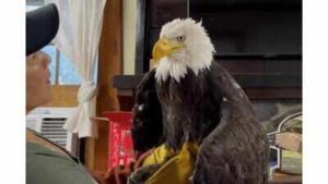 Bald Eagle, who nature lovers have been watching via an online livestream for over 10 years, dies; death comes weeks after fight with two other eagles