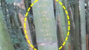 Tourists carved names into around 350 bamboo stalks in Kyoto’s Arashiyama grove; the damage cannot be repaired, so officials began cutting bamboo and moving the grove beyond visitors’ reach