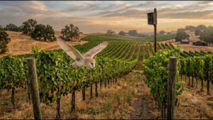 Vineyards: California vineyards installed more than 500 owl boxes; fields with more barn owls had up to 52% fewer rodents without using additional poison