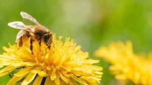 Why August can become a hungry month for honeybees, despite summer still being in full swing