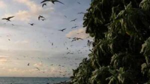 Ulong: In 2024, Palau removed invasive rats from Ulong Island; one year later, fish biomass rose 183% and leaf nitrogen increased about 80% at one reef site