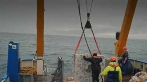 Britain is dropping 20 concrete reef cubes and 44 tons of scallop shells into the sea in the hope to bring back its native oysters who have reduced by 95% since 1800s