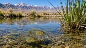 California biologist Phil Pister saved the last Owens pupfish from extinction in 1969 by carrying every surviving fish in two buckets | World News