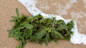 In 2000, an aquarium plant escaped into California waters; removing the ‘killer algae’ took six years and over $7 million