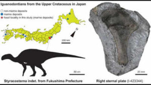 In 1999, a dinosaur bone was found on Japan’s Fukushima coast and left unstudied; in 2026, scientists identified it belonged to a 3-metre iguanodontian that lived 90 million years ago