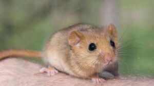 In 1902, edible dormice were released at an English estate; by 2018 Britain had an estimated 23,000, and the government now pays £40 per hectare a year to control damage to trees, crops and nesting birds