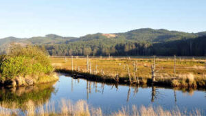 Oregon’s Siletz Bay is restoring 37 acres of tidal wetland this summer, digging new channels where more than a century of diking turned marsh into pasture