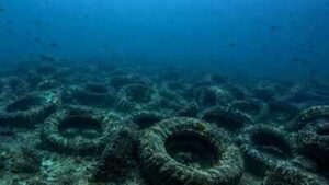 Florida dumped millions of tyres into the ocean to build a reef. More than 50 years later, it is still cleaning them up | World News