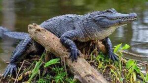 ‘Bones poking out, blood everywhere’: 10-foot alligator attacks Florida paddleboarder and tears off her arm; quick-thinking boater rushes to save her