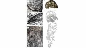 In 1948, scientists left a giant fossil on an Arctic island because they could not carry it; 78 years later it became a record-size new predator