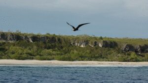 In 2011, conservationists dropped 75 tonnes of poisoned bait on Henderson Island; only about 60–80 rats survived, but within two years their population was back to roughly two-thirds of its former level