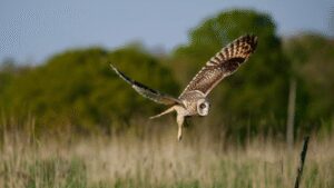 Humans stepped back from this UK dairy farm in 2023; three years later, wildlife returns as 27 more bird species appear and butterfly numbers more than double | World News
