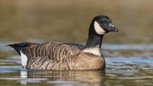 Aleutian Cackling Goose: In 1975, fewer than 800 Aleutian cackling geese remained; fox removal and habitat protection helped the population rebound to around 200,000, and regulated hunting later returned