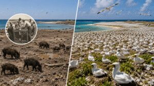In 1958, 58 feral pigs were removed from Clipperton Island, helping a seabird colony grow from 650 to more than 137,000