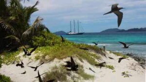 In 1973, Christopher Cadbury funded the £40,000 purchase of a Seychelles island stripped for coconuts and seabird eggs; today over 1 million seabirds breed there each year