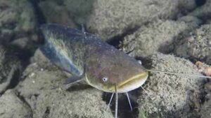 In 1974, a German fisherman released thousands of baby catfish into a Spanish river; 50 years later they are threatening native wildlife as an ‘ecological time bomb’