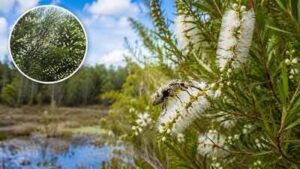 In 1997, Florida released Australian insects to fight an invasive tree. Nearly three decades later, its invaded range has fallen by about 75% | World News