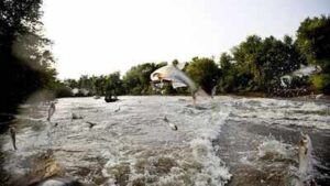 In 2009, Minnesota treated Pickerel Lake with fish poison to remove common carp; afterward water clarity rose nearly 600% and plant cover climbed from 4.6% to 90%