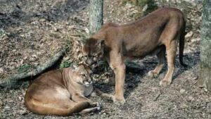 In Washington, Pumas are protecting human lives by preventing vehicle collisions accounting for a 76% reduction in accidents