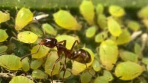 Invasive Argentine ants are defending other pests in California’s citrus groves and vineyards, troubling farmers and leaving natives hungry