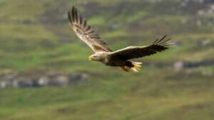 Ireland’s white-tailed eagles went extinct due to human persecution, now the country has released 245 chicks in the wild about 100 years later