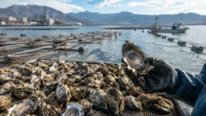 Japan’s Hiroshima produces about 60% of its farmed oysters, but up to 90% have died amid unusually warm seas
