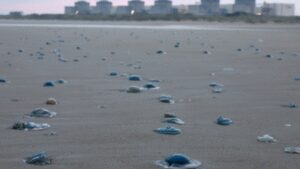 Jellyfish turned into an unexpected threat to France’s Gravelines nuclear plant after a huge swarm clogged its cooling system