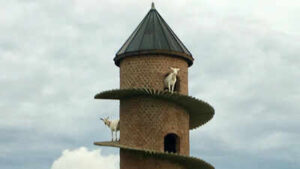 Inside Portugal’s 19th-century goat tower, where dwarf goats climb a spiral ramp to a three-storey home | World News