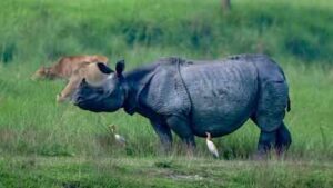 Why Assam wants to shrink Kaziranga National Park’s eco-sensitive zone – explained | India News