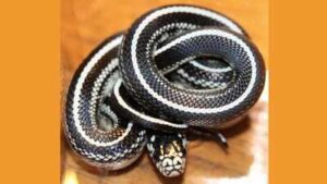 Meet the king snake: The non-venomous reptile that hunts, kills, and eats venomous snakes without becoming their next victim and where can travellers find them