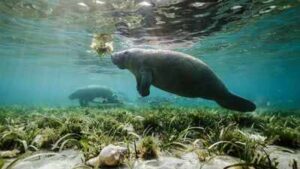 Rare manatees are turning up along the Texas coast this summer; some are lingering in busy marinas for freshwater, prompting warnings to boaters