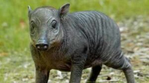 Meet Rana, the rare Chester Zoo piglet that was about the size of a ‘grapefruit’ at birth and belongs to one of the world’s strangest wild pig species