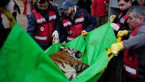 30 lions and tigers spent years in cramped concrete cages at a notorious Argentine zoo; they are now beginning a journey to sanctuaries where they can finally roam freely