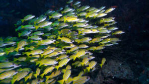 In 1869, the Suez Canal connected the Red Sea to the Mediterranean; over 150 years later, 120 fish species have crossed and scientists predict the next three