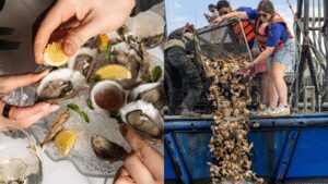 New York City restaurants are saving 800 pounds of oyster shells from landfills every day and sending them to rebuild reefs, with 19 acres of reef habitat already restored | World News