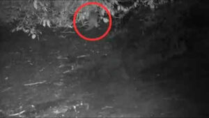 First time in 100 years, North American river otter spotted in the Bronx River: ‘I could hardly believe what I was seeing’