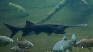 In 2007, North Dakota biologists tagged an 87-pound paddlefish; 18 years later, an angler caught the same fish weighing 98 pounds