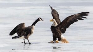American eagle vs Canadian goose: How a Goan photographer’s US retreat was edited out